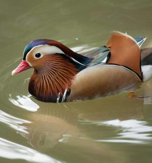 一只鸭子在水里游泳