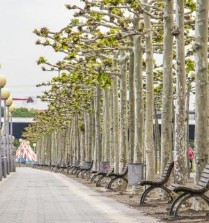 一排长椅排列在树旁