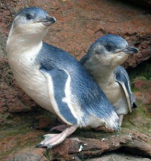 两只企鹅坐在岩石上