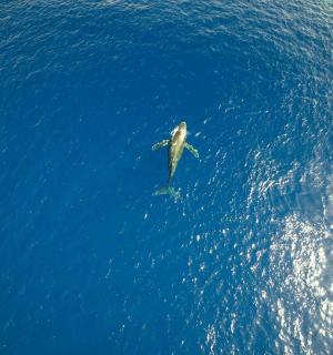 一只在水中游泳的海龟