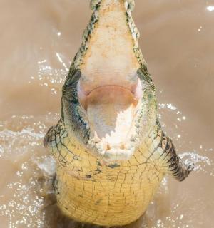 a crocodile in the water with its mouth open