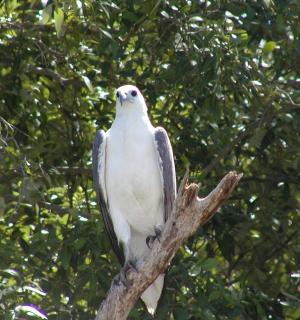 a bird perched on top of a tree branch