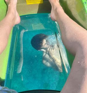 与海豚一起在水中游泳的人