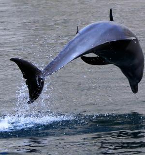 两只海豚跃出水面