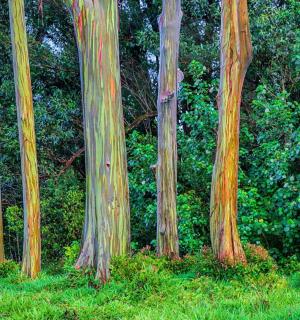 森林里的一组树干