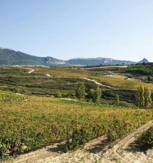 a field of crops with mountains in the background