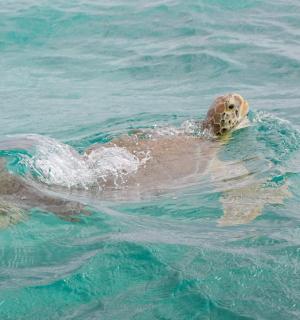 一只狗在水中游泳