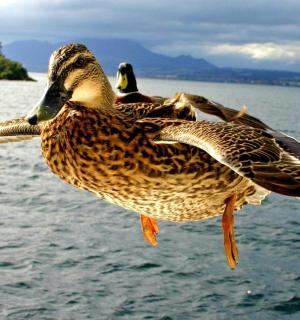 two ducks are flying over a body of water