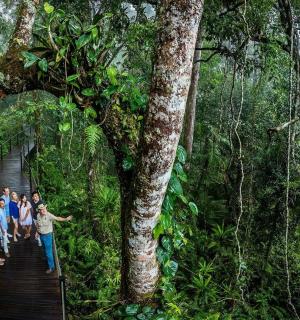 a group of people walking on a wooden trail in the forest