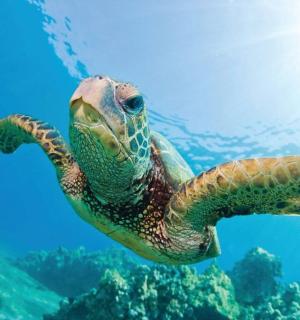 zelená mořská želva plavající v oceánu