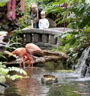 两个孩子在花园池塘里观看两只火烈鸟