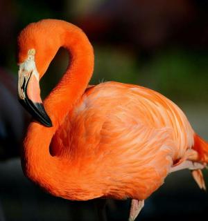 a flamingo is standing with its beak open