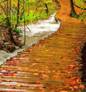 a walkway covered in autumn leaves next to a stream