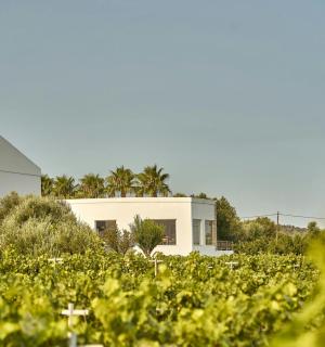 ein weißes Haus mit Palmen im Hintergrund