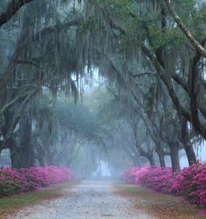 a dirt road in a forest with pink flowers
