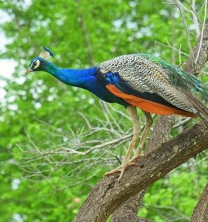 一只孔雀站在树枝上