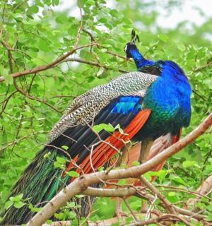 一只孔雀坐在树枝上