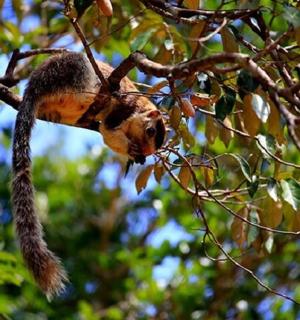 a squirrel monkey hanging from a tree branch