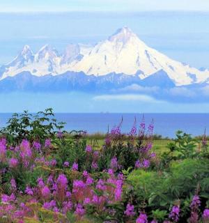 hora s fialovými květy před polem