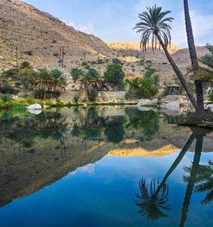 沙漠中央的棕榈树池塘