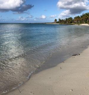 a beach with the ocean and trees in the background