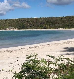 以海洋和树木为背景的沙滩