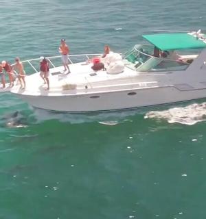 skupina lidí na lodi se žralokem ve vodě