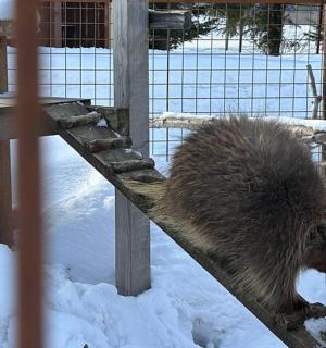a hedgehog standing on a rail in the snow