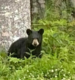 a black bear sitting in a field of plants