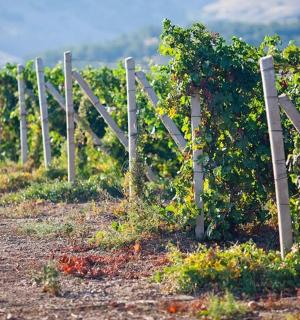 a row of grape vines in a vineyard