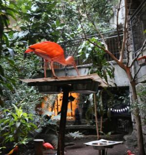 一只红色的鸟站在鸟舍顶上