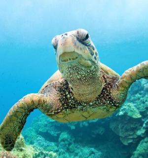 a green sea turtle swimming in the water