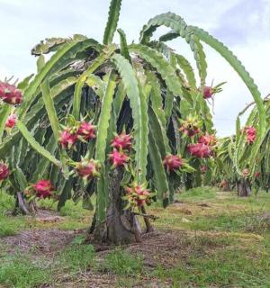 Skupina palem v poli s květinami