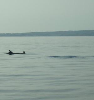 ein Delphin, der in einem Gewässer schwimmt