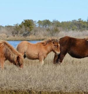 一群马站在田野里