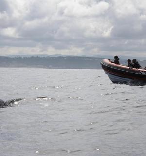 船上的一群人和水中的一只海豚