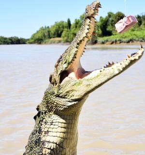 a crocodile in the water with its arms in the air