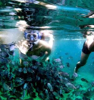 a person swimming in the water with a group of fish