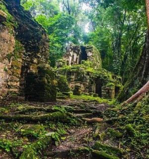 stará budova v lese se stromem