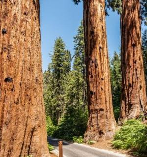a road through a grove of tall trees