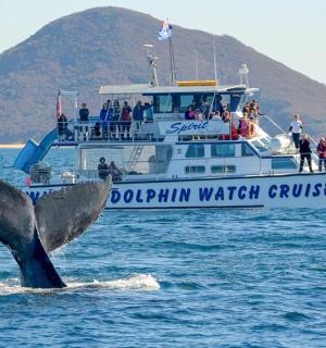 ปลาโลมาในน้ำหน้าเรือ