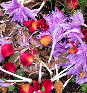 skupina fialových květů na zemi