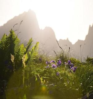 以群山为背景的花田