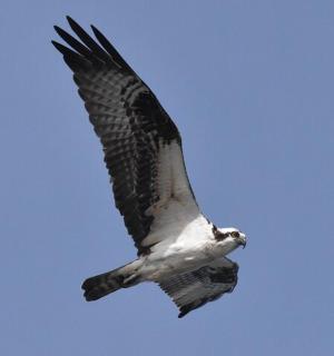 pták letící na obloze