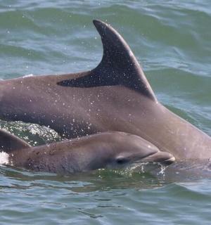 delfín plavající ve vodě