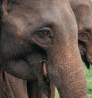 a close up of an elephant standing in a field