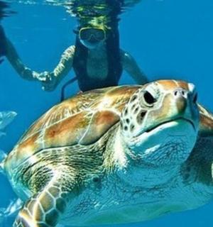 зелена морська черепаха з двома людьми під водою