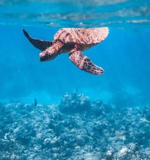 a green sea turtle swimming over the ocean