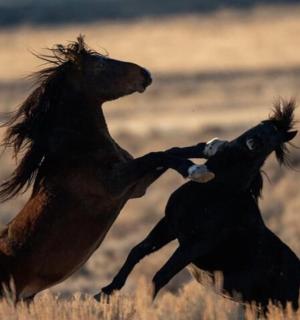 dva koně se perou na poli