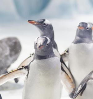 a group of penguins standing next to each other